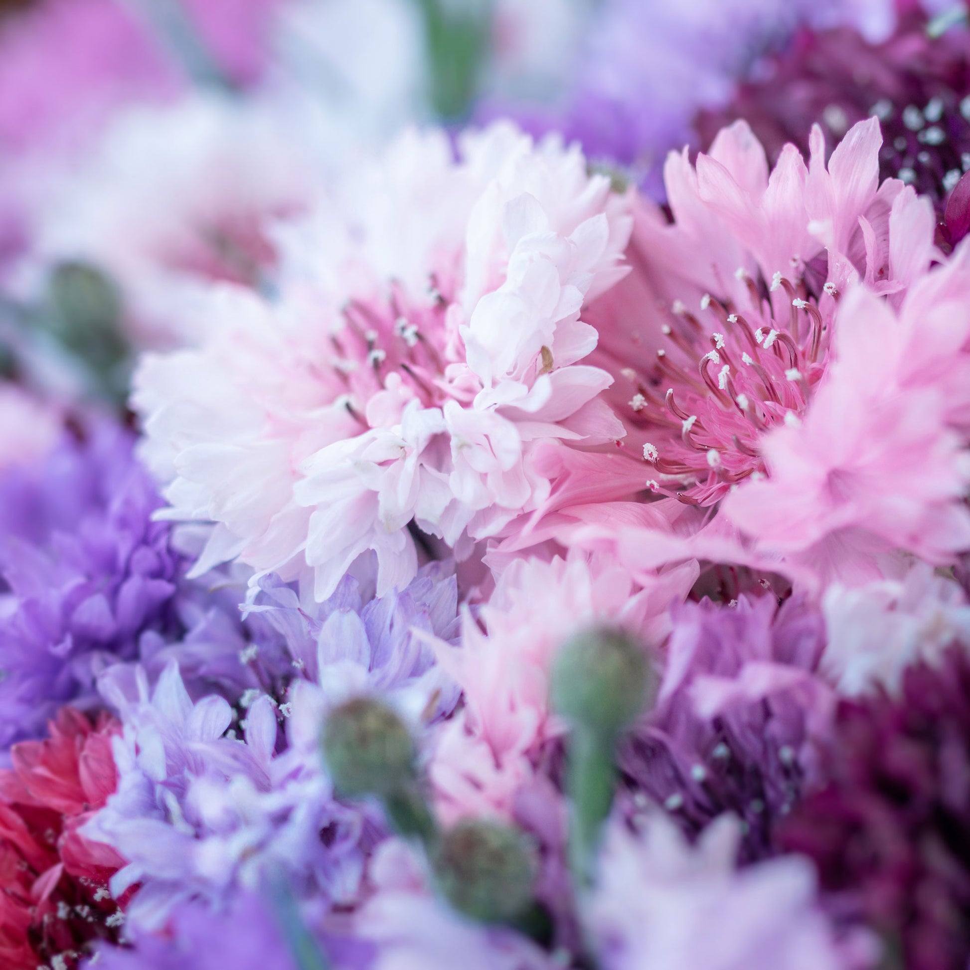 cornflower tall mix