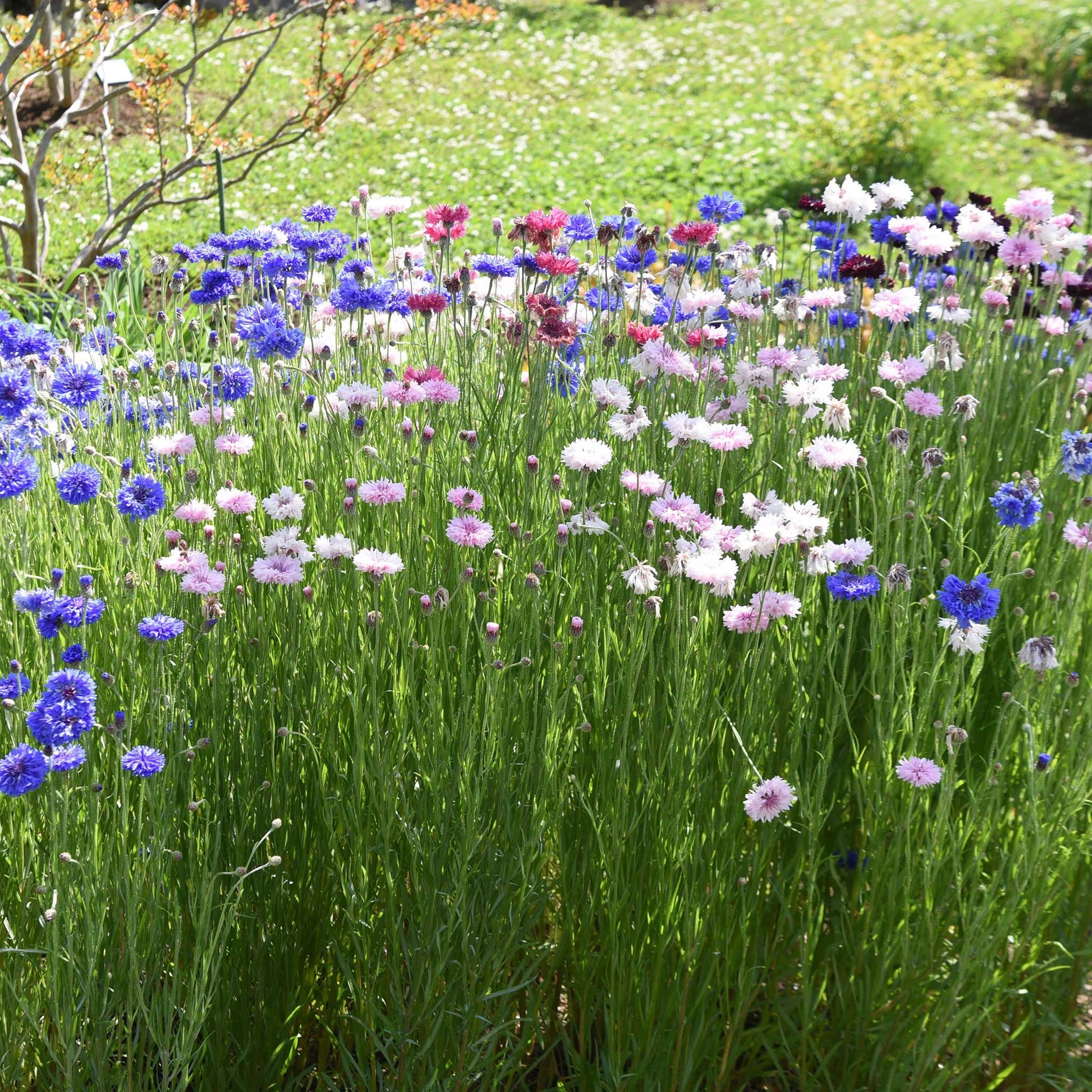 Bachelors Buttons Flower Garden Seeds - Mixed Colors - 1 Oz - Annual Bloom  Gardening Blend - Centaurea cyanus 