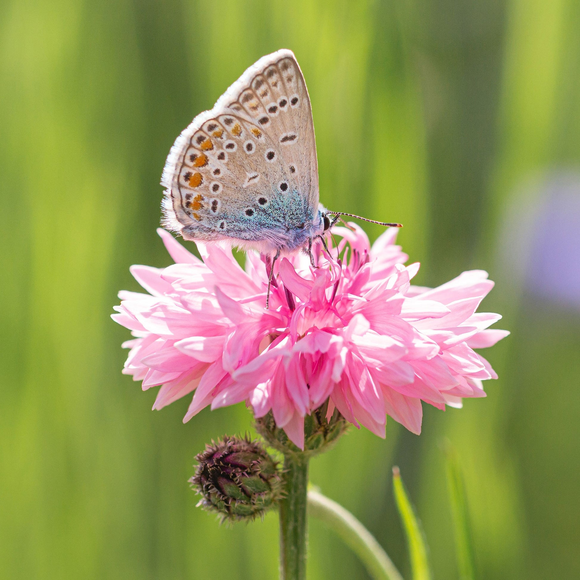 Cornflower / Bachelor Button Seeds - Tall Mix - Packet, Mixed, Flower Seeds, Eden Brothers