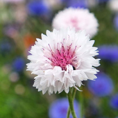 Pink tall cornflower with white blooms against a blurred green background.