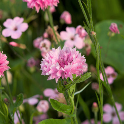 Pink tall cornflowers with small blooms growing in a green garden setting.