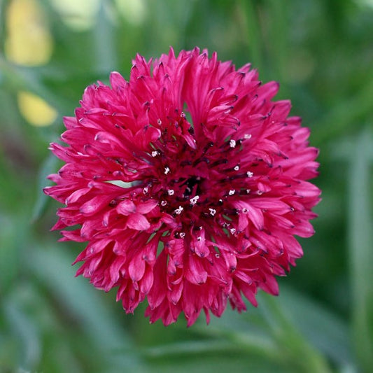 cornflower red