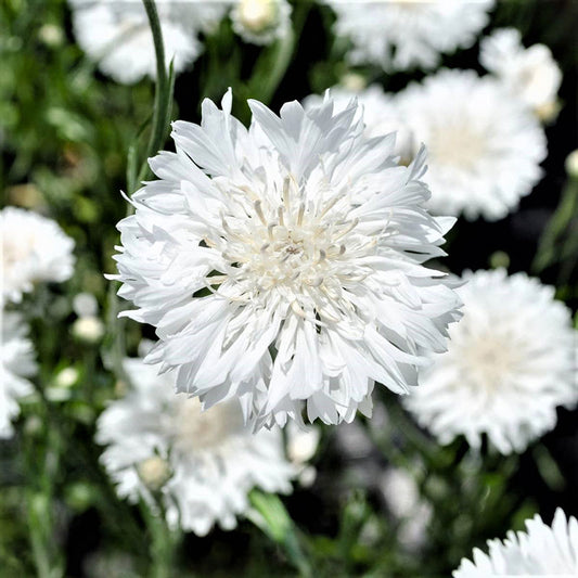 cornflower white