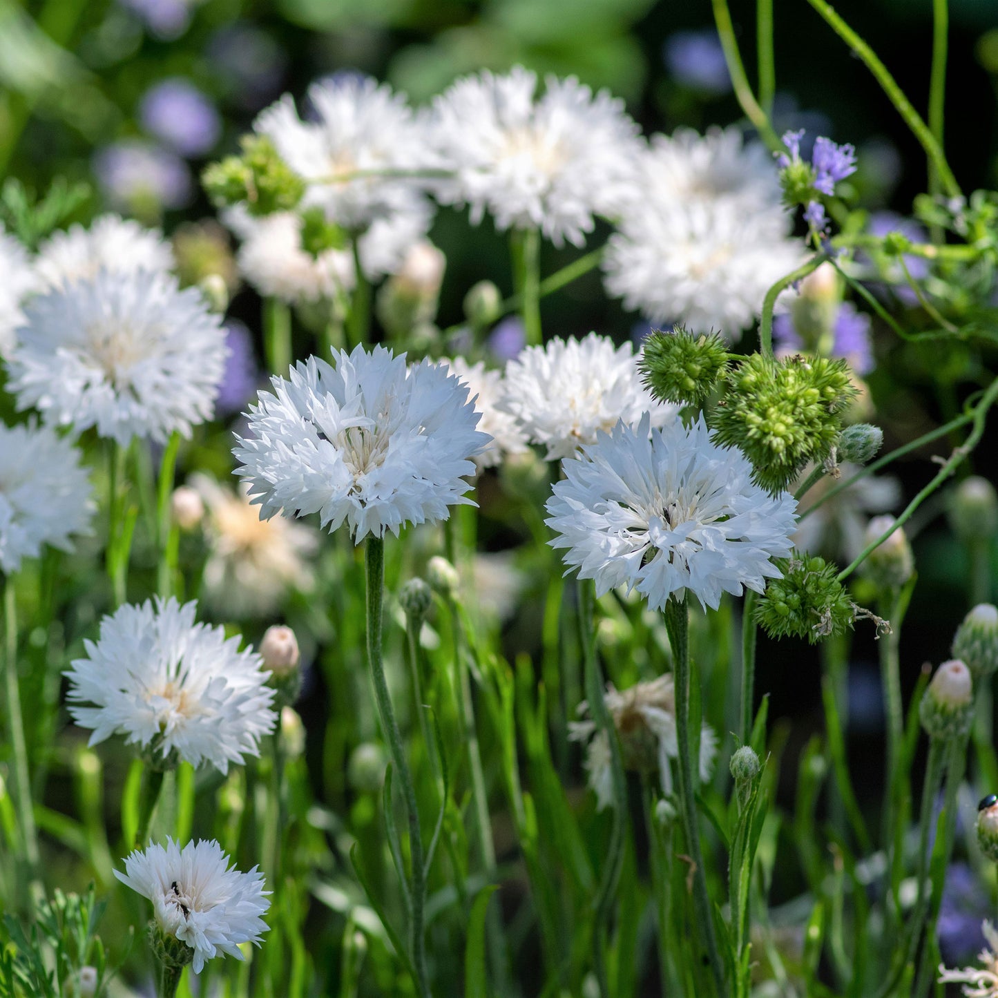 Cornflower / Bachelor Button Seeds - Tall Blue - Packet, Flower Seeds, Eden Brothers