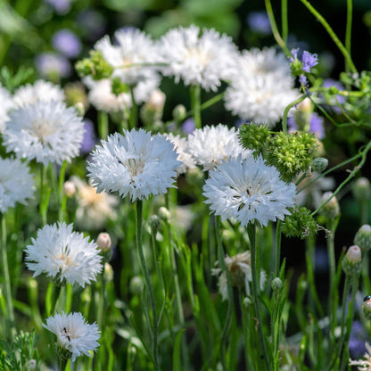 White tall cornflower with green foliage and buds against a bright green background.