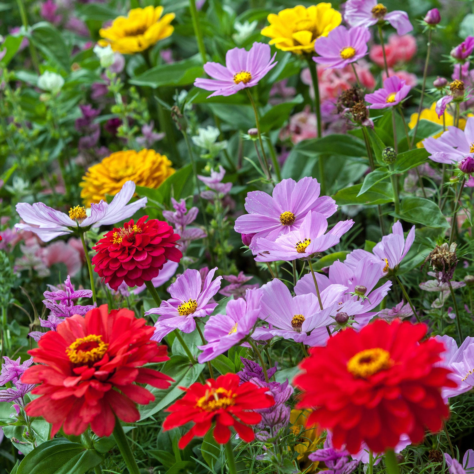  Eden Brothers All Perennial Wildflower Mixed Seeds