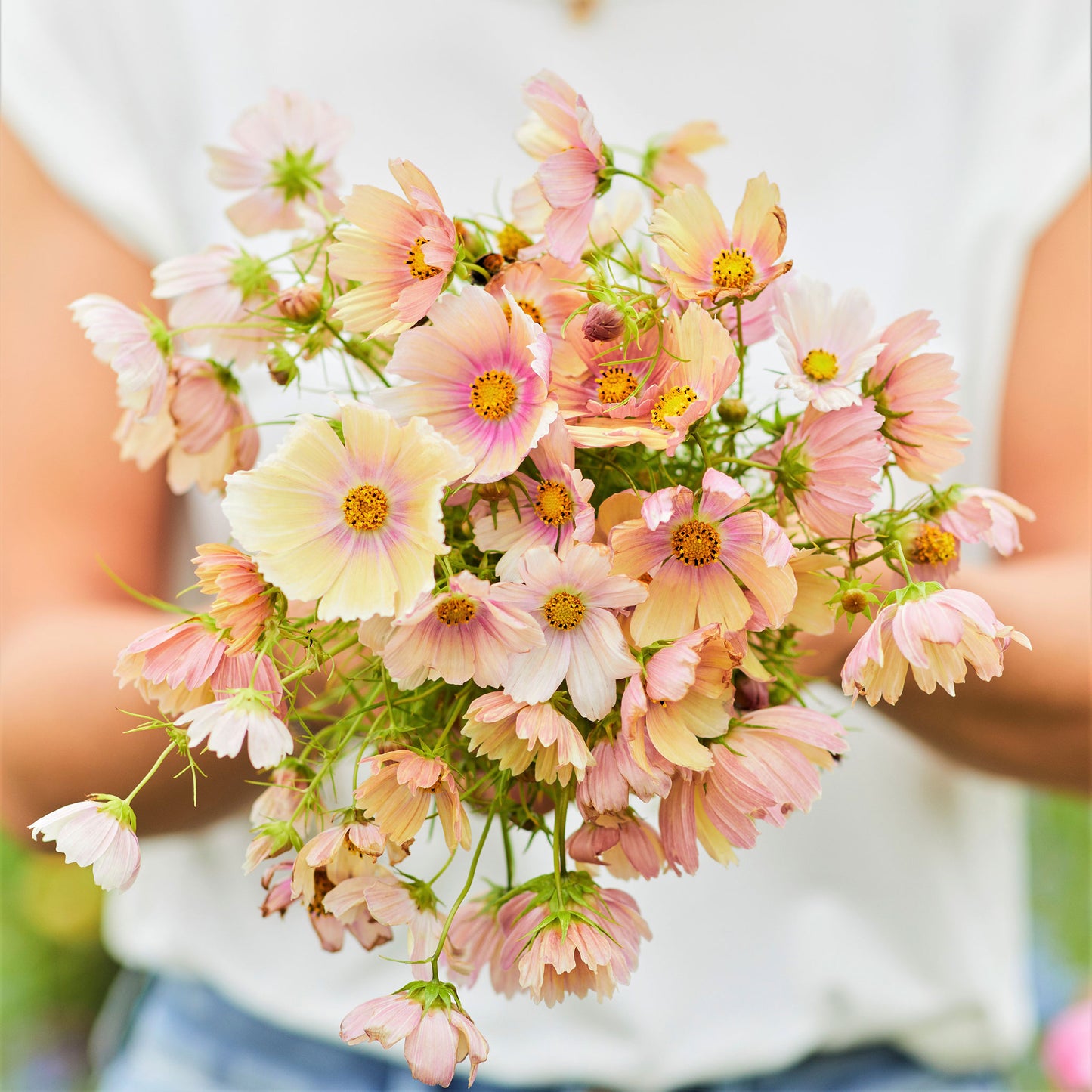 cosmos apricot lemonade