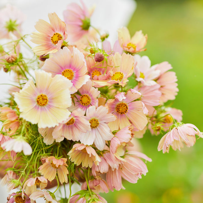 cosmos apricot lemonade