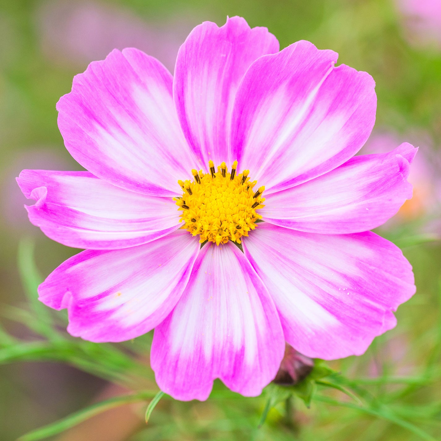 Cosmos Seeds - Candystripe | Flower Seeds in Packets & Bulk | Eden Brothers