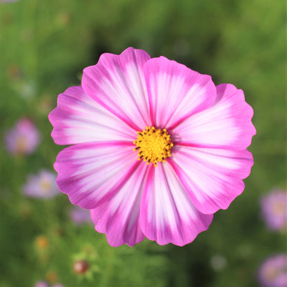 Pink cosmos candystripe flower with white edges against a soft blurred green background.