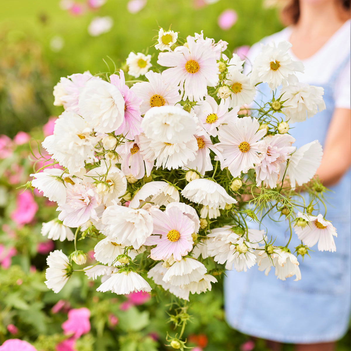 Cosmos Seeds - Cupcake Blush | Flower Seeds in Packets & Bulk | Eden ...
