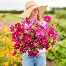 Deep pink cosmos dazzler blooms held in a bunch against a sunny outdoor background.