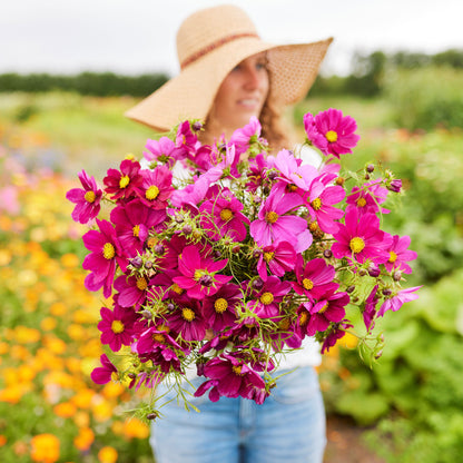 Deep pink cosmos dazzler blooms held in a bunch against a sunny outdoor background.