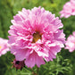 cosmos double click rose bonbon