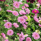 cosmos double click rose bonbon