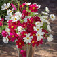 cosmos hot pink white mix