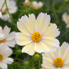 Pale yellow cosmos lemonade flower with yellow center against a blurred green background.