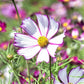 cosmos picotee 