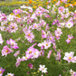 Field of rosetta cosmos with green and orange in the background