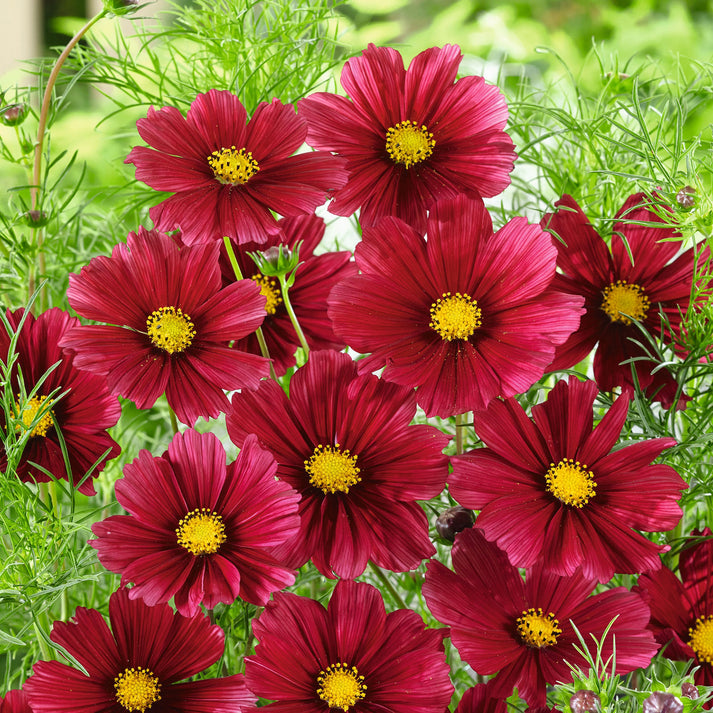 Cosmos Seeds - Rubenza | Flower Seeds in Packets & Bulk | Eden Brothers