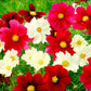 cosmos rubies in sunshine mix