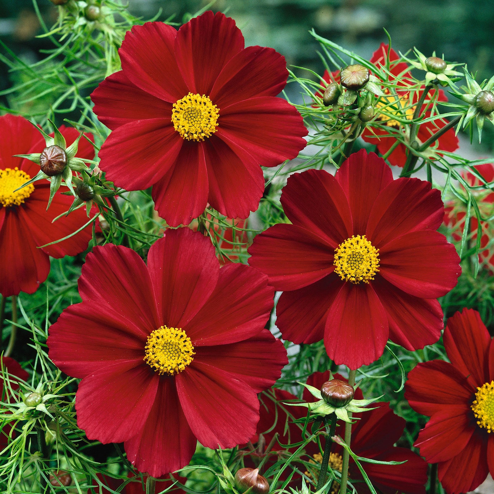 Cosmos Seeds - Versailles Tetra Red | Flower Seeds in Packets & Bulk | Eden Brothers