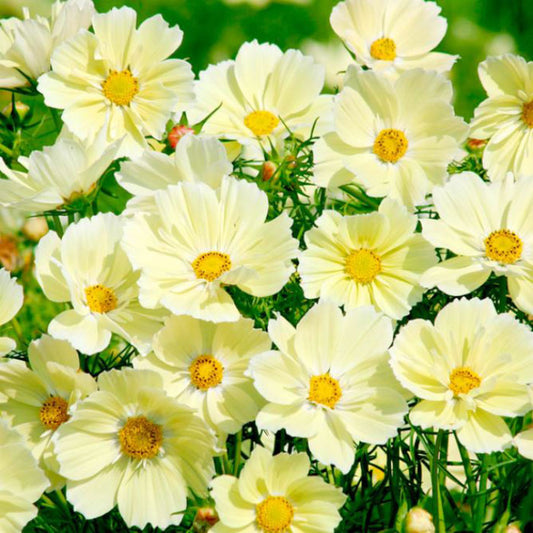 cosmos xanthos