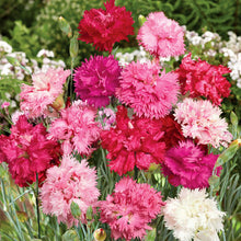 A close-up of a vibrant cottage pink sonata flowers with delicate petals, set on a soft background.