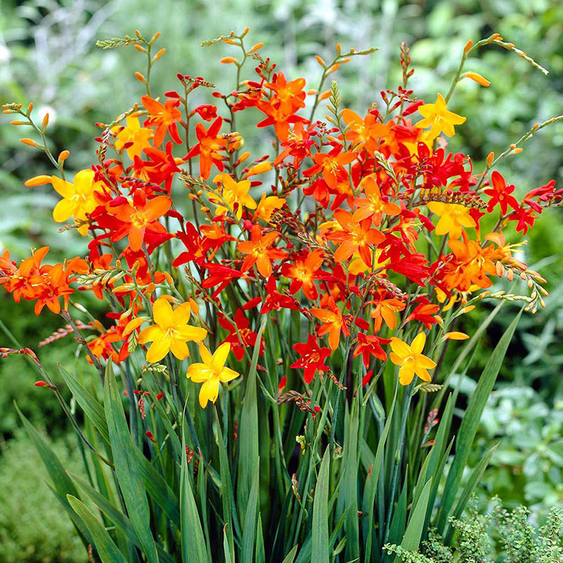 mixed color crocosmia flowers