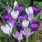 crocus purple white mix