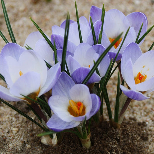 specie crocus bluepearl