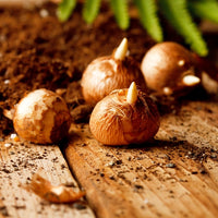 Saffron Crocus Bulbs - Crocus Sativus