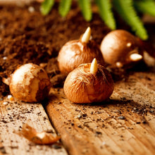 Crocus bulbs with dirt sprinkled on the bulbs and the wooden surface.