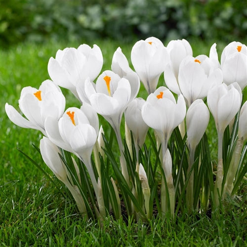 crocus giant joan of arc