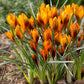 orange monarch crocus