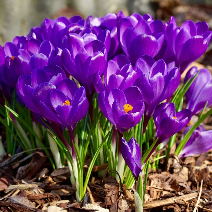 Red Crocus Spring Bulbs
