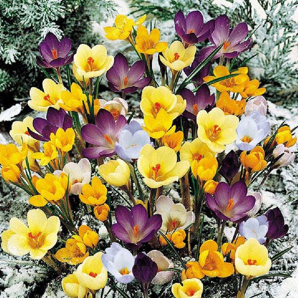 Crocus Bulbs Species Mix Buy Crocus Bulbs in Bulk at Eden Brothers