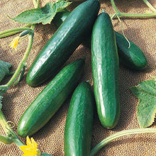 Several Diva Cucumbers with smooth dark green skin.