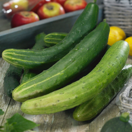 cucumber garden sweet burpless