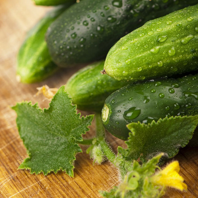 cucumber long green