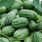 cucumber mexican sour gherkin