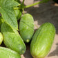 organic homemade pickle cucumber 