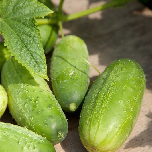 organic homemade pickle cucumber 
