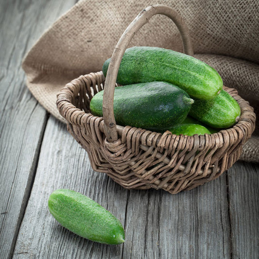 organic spacemaster cucumber 