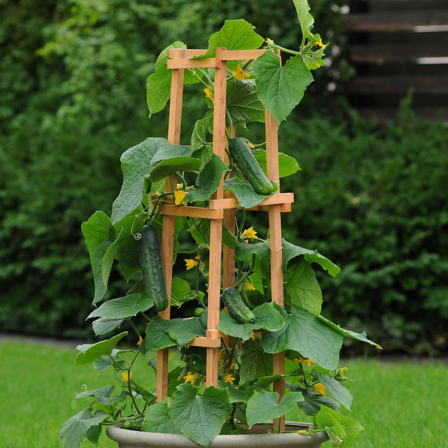 cucumber patio snacker 