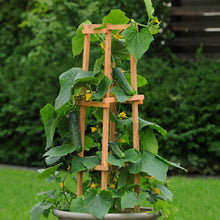 A pot with wooden trellis growing the Patio Snacker cucumber.