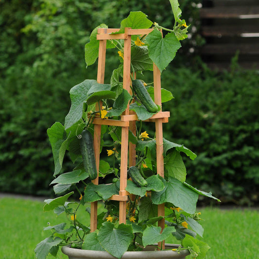 cucumber patio snacker 