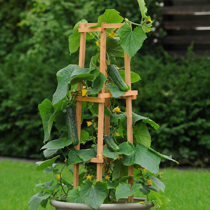 cucumber patio snacker 