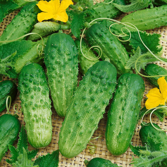 cucumber pick a bushel