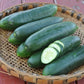 cucumber poinsett76